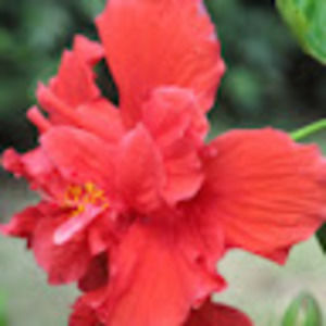 Meet your Posher, Christi